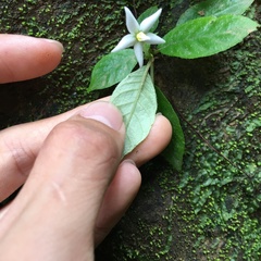 Argostemma solaniflorum