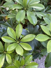 Heptapleurum arboricola