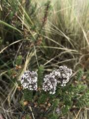 Valeriana microphylla