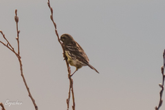 Emberiza citrinella