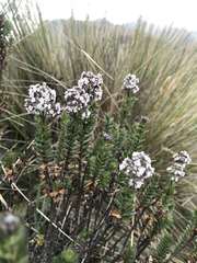 Valeriana microphylla