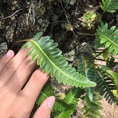Davallia pectinata