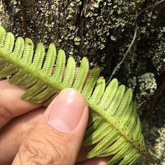 Davallia pectinata