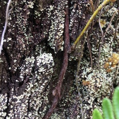 Davallia pectinata