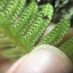 Davallia pectinata