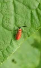 Ototretinae