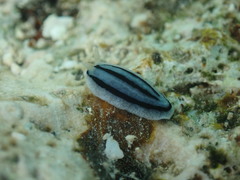 Phyllidiopsis xishaensis