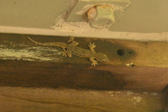 Hemidactylus platyurus