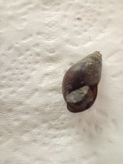 Semisulcospira libertina