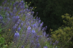 Scilla hyacinthoides