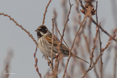 Emberiza schoeniclus