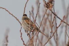 Emberiza schoeniclus