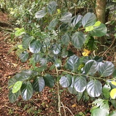 Gomphandra luzoniensis