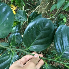 Gomphandra luzoniensis