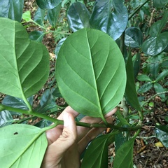 Gomphandra luzoniensis