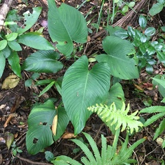 Schismatoglottis kotoensis