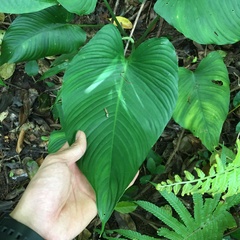 Schismatoglottis kotoensis