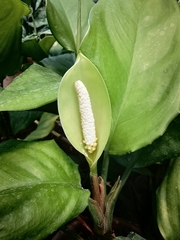 Aglaonema modestum