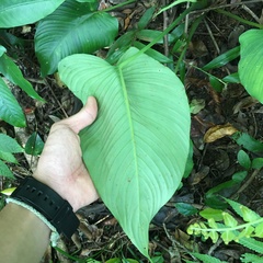 Schismatoglottis kotoensis