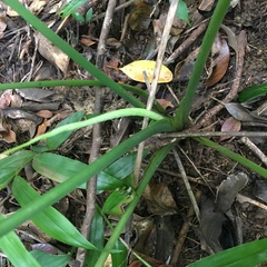 Schismatoglottis kotoensis
