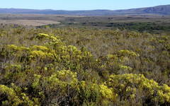 Macrostylis cauliflora