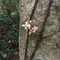 Dysoxylum cumingianum