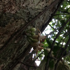 Dysoxylum cumingianum