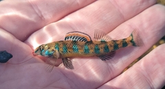 Etheostoma stigmaeum