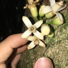 Dysoxylum cumingianum