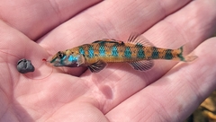 Etheostoma stigmaeum