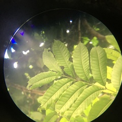 Dysoxylum cumingianum