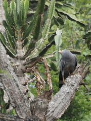 Polyboroides typus