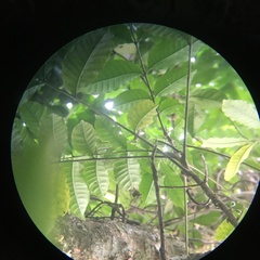 Dysoxylum cumingianum