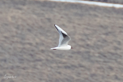 Chroicocephalus ridibundus