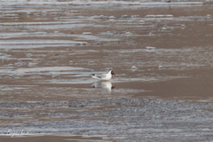 Chroicocephalus ridibundus