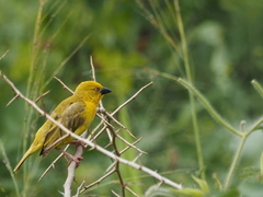 Ploceus xanthops