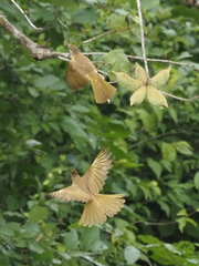 Chlorocichla flaviventris