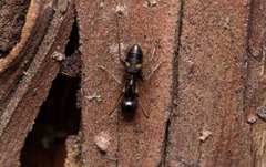 Camponotus quadrinotatus