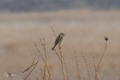 Emberiza schoeniclus
