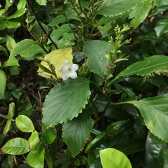 Strobilanthes lanyuensis