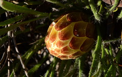 Protea aspera