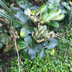 Aglaia rimosa
