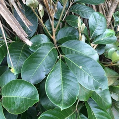 Aglaia rimosa