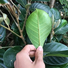 Aglaia rimosa