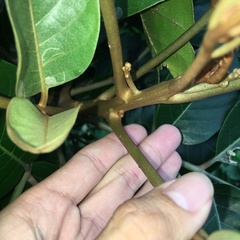 Aglaia rimosa