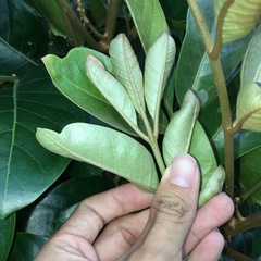 Aglaia rimosa