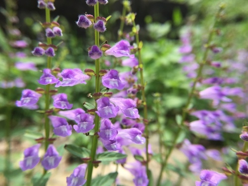 Scutellaria barbata iNat (3)