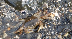 Paragrapsus quadridentatus