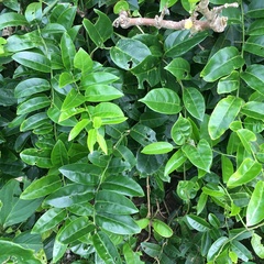 Capparis lanceolaris