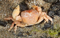 Paragrapsus quadridentatus